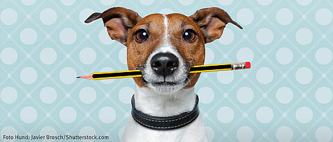 Ein Hund mit einem Bleistift im Maul vor einem weiß-blau gepunktetem Hintergrund